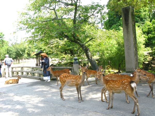 9.Nara Park