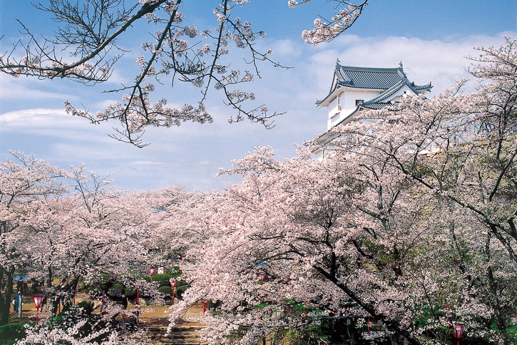 Tsuyama Cherry Blossom Festival