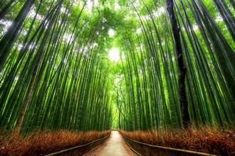 ป่าไผ่ อาราชิยามะ - Arashiyama Bamboo Forest