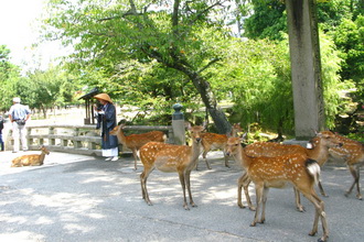 สวนสาธารณะนารา - Nara Park